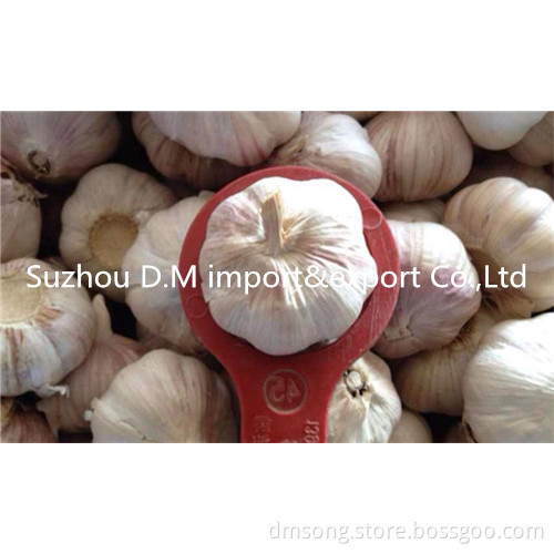 Health benefit garlic from shandong